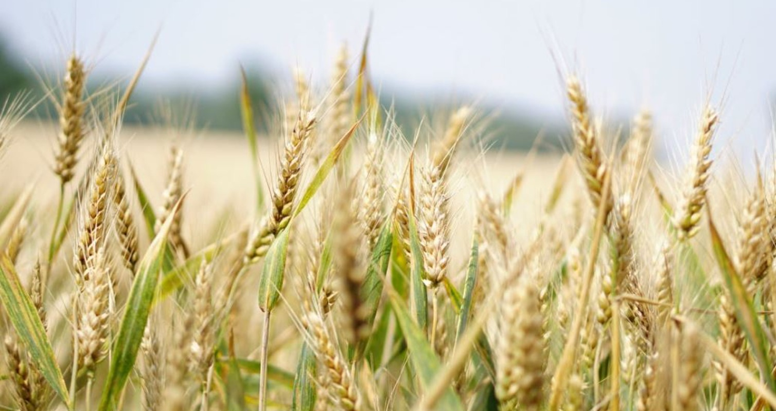 Grain Vending Machine