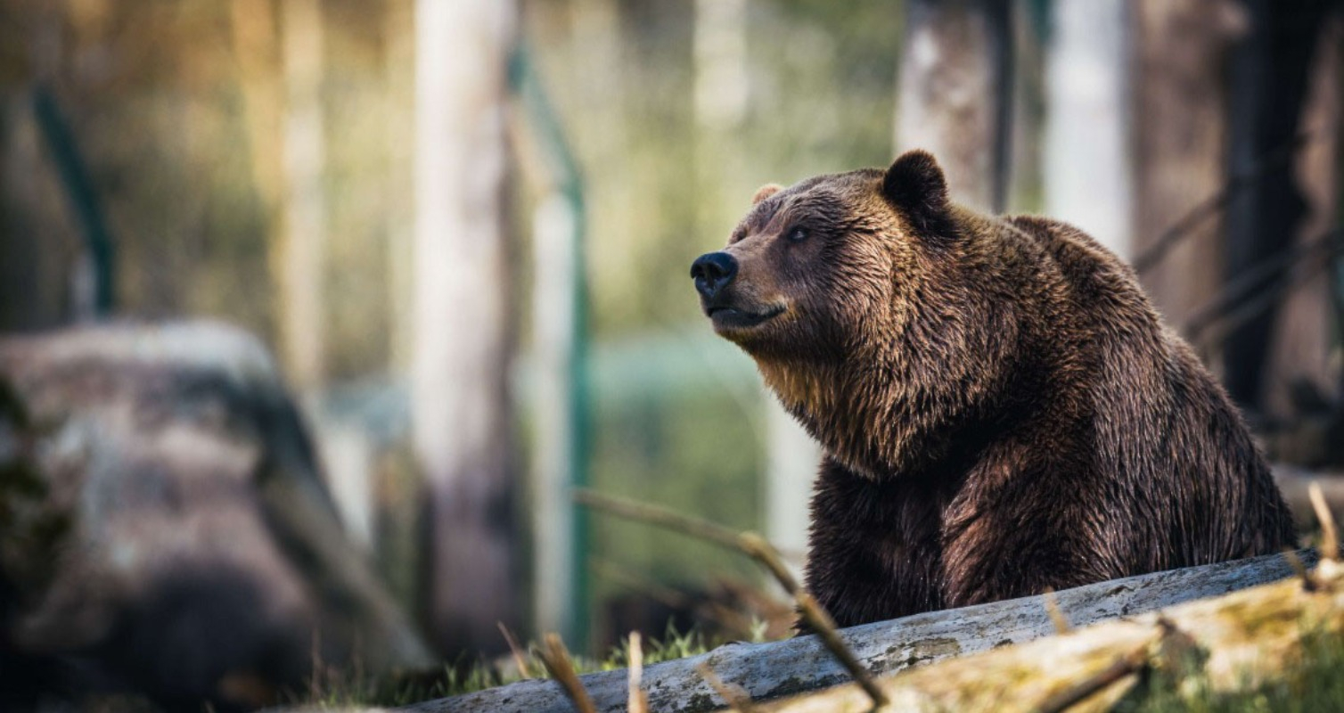 Bear Meat Vending Machine